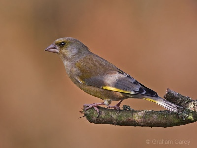 Greenfinch (Carduelis chloris) Graham Carey