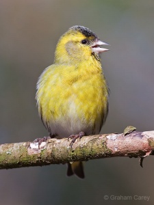 Siskin (Carduelis spinus) Graham Carey