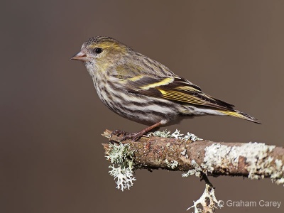 Siskin (Carduelis spinus) Graham Carey