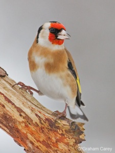 Goldfinch (Carduelis carduelis) Graham Carey