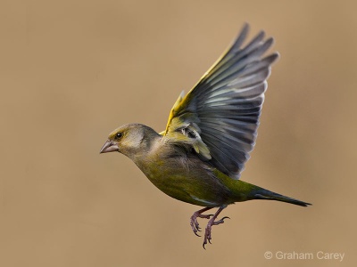 Greenfinch (Carduelis chloris) Graham Carey