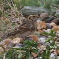 Lapland Longspur (Calcarius lapponicus) Alan Prowse