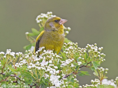 Greenfinch (Carduelis chloris) Graham Carey