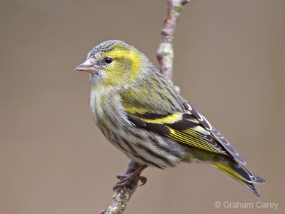 Siskin (Carduelis spinus) Graham Carey
