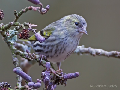 Siskin (Carduelis spinus) Graham Carey