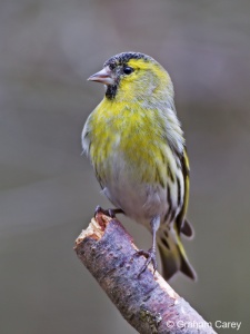 Siskin (Carduelis spinus) Graham Carey