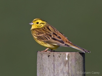 Yellowhammer (Emberiza citrinella) Graham Carey