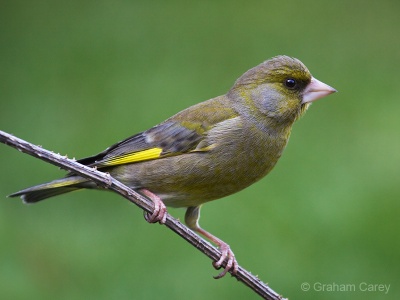 Greenfinch (Carduelis chloris) Graham Carey