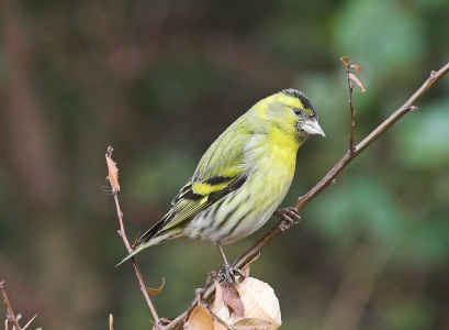 Siskin (Carduelis spinus) Mark Elvin