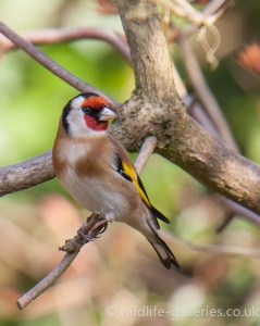 Goldfinch (Carduelis flammea) Mark Elvin