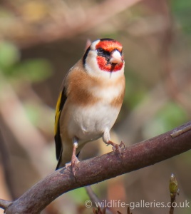 Goldfinch (Carduelis flammea) Mark Elvin