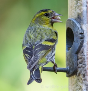 Siskin (Carduelis spinus) Mark Elvin