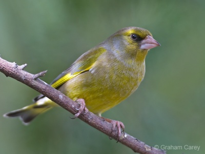 Greenfinch (Carduelis chloris) Graham Carey