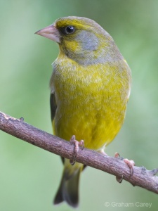 Greenfinch (Carduelis chloris) Graham Carey