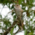 Spotted Flycatcher (Muscicapa striata) Mark Elvin