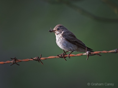 Spotted Flycatcher (Muscicapa striata) Graham Carey