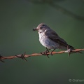 Spotted Flycatcher (Muscicapa striata) Graham Carey