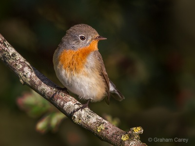 Red-breasted Flycatcher (Ficedula parva) Graham Carey