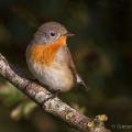 Red-breasted Flycatcher (Ficedula parva) Graham Carey