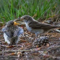 Spotted Flycatcher (Muscicapa striata) Graham Carey