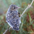 Spotted Flycatcher (Muscicapa striata) Graham Carey