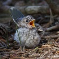Spotted Flycatcher (Muscicapa striata) Graham Carey
