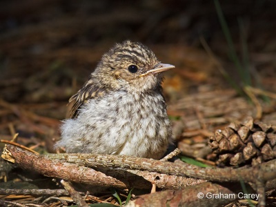 Spotted Flycatcher (Muscicapa striata) Graham Carey