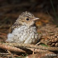 Spotted Flycatcher (Muscicapa striata) Graham Carey