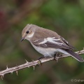 Pied Flycatcher (Ficedula hypoleuca) Graham Carey