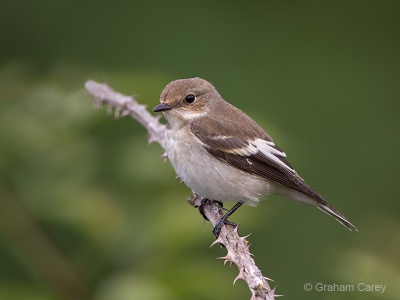 Pied Flycatcher (Ficedula hypoleuca) Graham Carey