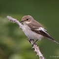 Pied Flycatcher (Ficedula hypoleuca) Graham Carey