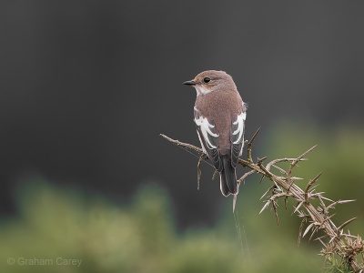 Pied Flycatcher (Ficedula hypoleuca) Graham Carey