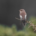 Pied Flycatcher (Ficedula hypoleuca) Graham Carey