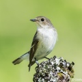 Pied Flycatcher (Ficedula hypoleuca) Graham Carey