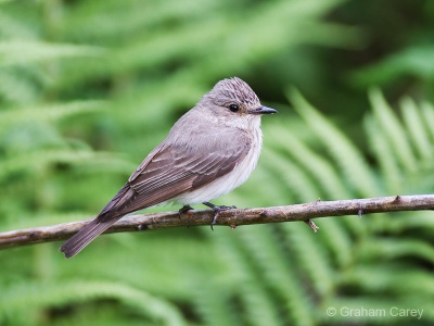 Spotted Flycatcher (Muscicapa striata) Graham Carey