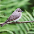 Spotted Flycatcher (Muscicapa striata) Graham Carey