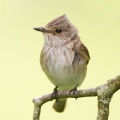 Spotted Flycatcher (Muscicapa striata) Graham Carey