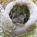 Spotted Flycatcher (Muscicapa striata) Graham Carey