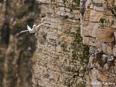 Gannet (Morus bassanus) Graham Carey