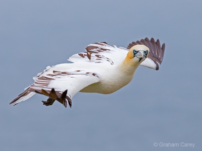 Gannet (Morus bassanus) Graham Carey