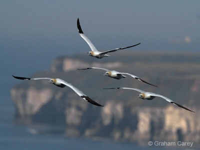 Gannet (Morus bassanus) Graham Carey