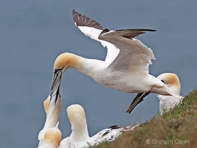 Gannet (Morus bassanus) Graham Carey