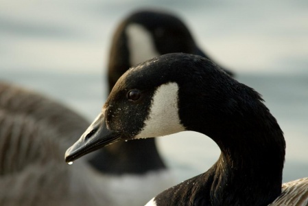 Canada Goose (Branta canadensis) Mark Elvin