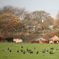 Brent Geese (Branta bernicla) Graham Carey