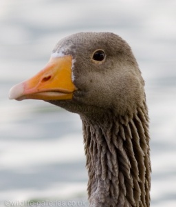 Greylag goose(Anser anser) Mark Elvin