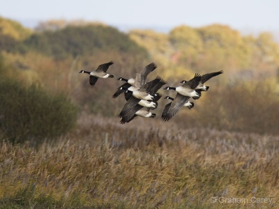 Canada Goose (Branta canadensis) Graham Carey