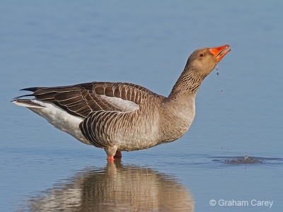 Greylag Goose (Anser anser) Graham Carey