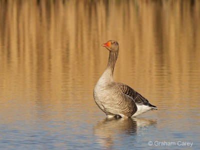 Greylag (Anser anser) Graham Carey