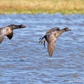 Brent Goose (Branta bernicla) Graham Carey