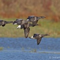 Brent Goose (Branta bernicla) Graham Carey